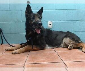 German Shepherd Dog Dogs for adoption in Downey, CA, USA