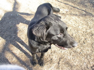 Labrador Retriever Dogs for adoption in Newton, KS, USA
