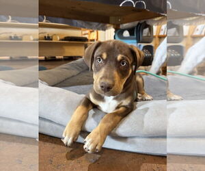 Australian Shepherd-Rottweiler Mix Dogs for adoption in Williamsburg, NM, USA