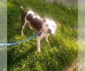 American Pit Bull Terrier Dogs for adoption in Evansville, IN, USA