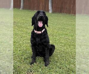 Poodle (Standard)-Unknown Mix Dogs for adoption in San Martin, CA, USA