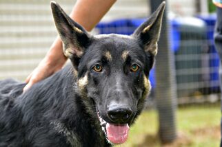 German Shepherd Dog Dogs for adoption in Siler City, NC, USA