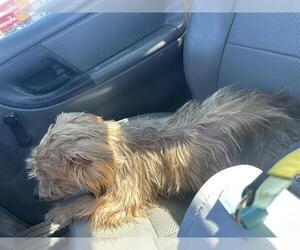 Mutt Dogs for adoption in San Antonio, TX, USA