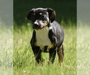 Shepweiller Dogs for adoption in Mechanicsburg, PA, USA