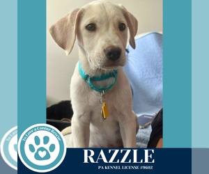 Labrenees Dogs for adoption in Kimberton, PA, USA