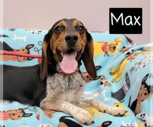 Black and Tan Coonhound-Labrador Retriever Mix Dogs for adoption in Mount Carmel, IL, USA