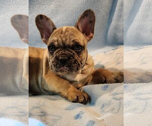 French Bulldog Dogs for adoption in Bon Carbo, CO, USA