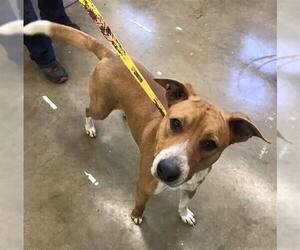 Basenji Dogs for adoption in Newport, KY, USA
