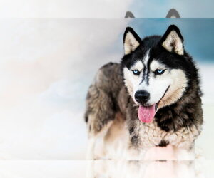 Siberian Husky Dogs for adoption in Pasadena, CA, USA