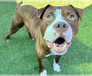 American Staffordshire Terrier-Unknown Mix Dogs for adoption in Raleigh, NC, USA