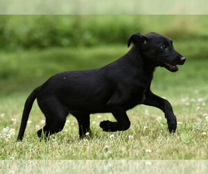 German Shepherd Dog-Retriever  Mix Dogs for adoption in Mechanicsburg, PA, USA