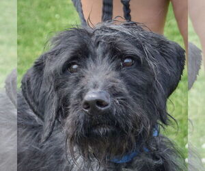 German Wirehaired Pointer-Unknown Mix Dogs for adoption in Huntley, IL, USA
