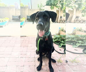 Labrador Retriever-Unknown Mix Dogs for adoption in San Diego, CA, USA
