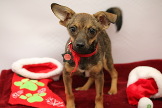 Medium Photo #1 Doxie-Pin Puppy For Sale in Phoenix , AZ, USA