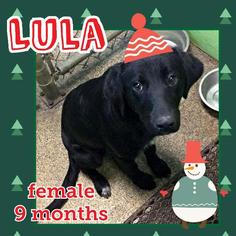 Medium Photo #1 Labrador Retriever-Unknown Mix Puppy For Sale in Fond du Lac, WI, USA