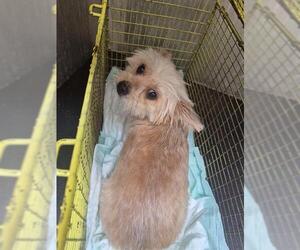 Mutt Dogs for adoption in San Antonio, TX, USA