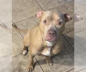 Mutt Dogs for adoption in Center Township, PA, USA