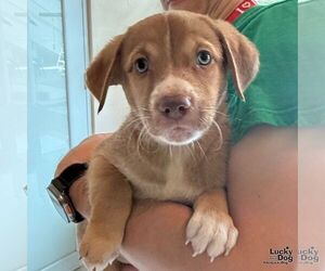 Labrador Retriever-Unknown Mix Dogs for adoption in Washington, DC, USA