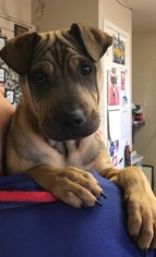 Chinese Shar-Pei Dogs for adoption in Amarillo, TX, USA