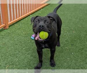 American Pit Bull Terrier-Unknown Mix Dogs for adoption in Las Vegas, NV, USA