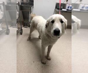Great Pyrenees Dogs for adoption in Bakersfield, CA, USA