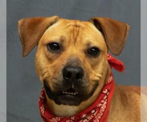 Black Mouth Cur-Unknown Mix Dogs for adoption in Sanford, FL, USA