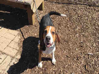 Beagle Dogs for adoption in Urbana, IL, USA