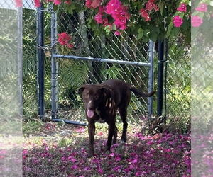 Labrador Retriever-Unknown Mix Dogs for adoption in Royal Palm Beach, FL, USA