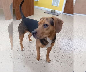 Beagle-Unknown Mix Dogs for adoption in York, SC, USA