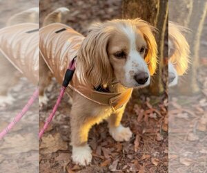 Spaniel-Unknown Mix Dogs for adoption in Arlington, VA, USA