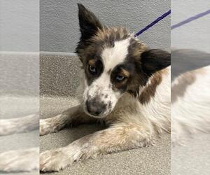 Australian Shepherd-Unknown Mix Dogs for adoption in Las Vegas, NV, USA