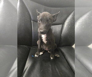 Labrador Retriever-Unknown Mix Dogs for adoption in Corpus Christi, TX, USA