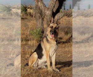 German Shepherd Dog Dogs for adoption in Canyon Country, CA, USA
