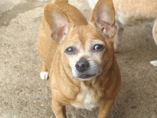 Chihuahua Dogs for adoption in Zaleski, OH, USA