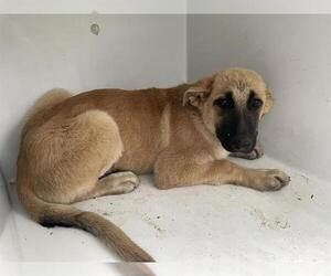 German Shepherd Dog Dogs for adoption in Houston, TX, USA