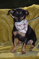 Doxie-Pin Dogs for adoption in Brighton, TN, USA