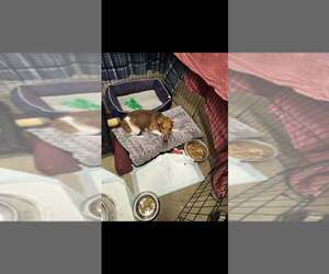 Rat Terrier-Unknown Mix Dogs for adoption in garner, NC, USA