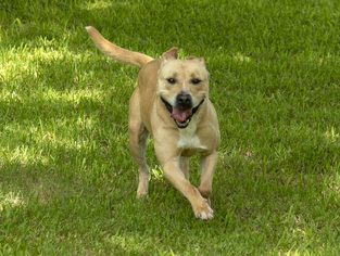 Labrador Retriever-Staffordshire Bull Terrier Mix Dogs for adoption in Santa Fe, TX, USA