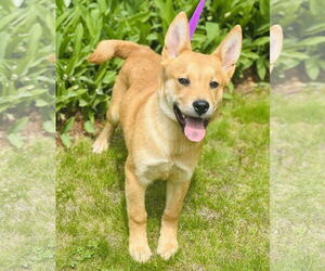 Akita-Unknown Mix Dogs for adoption in Sterling, MA, USA