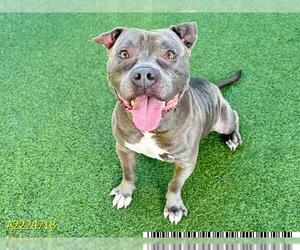 American Pit Bull Terrier Dogs for adoption in West Palm Beach, FL, USA