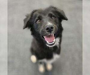 Border Collie-Unknown Mix Dogs for adoption in San Bernardino, CA, USA