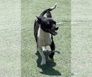 Chihuahua Dogs for adoption in La Verne, CA, USA