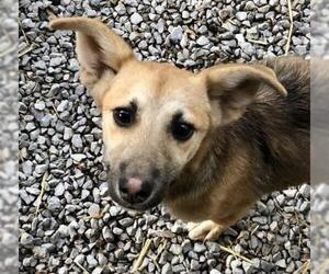 Dorgi Dogs for adoption in Sparta, TN, USA