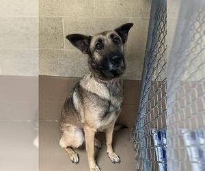 German Shepherd Dog Dogs for adoption in Chula Vista, CA, USA