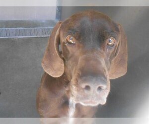 German Shorthaired Pointer Dogs for adoption in Orange, CA, USA