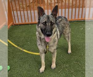 German Shepherd Dog-Unknown Mix Dogs for adoption in Las Vegas, NV, USA