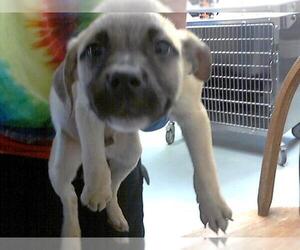 Labrador Retriever-Unknown Mix Dogs for adoption in Fayetteville, NC, USA