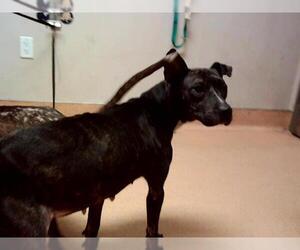 American Pit Bull Terrier-Unknown Mix Dogs for adoption in Martinez, CA, USA