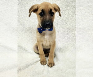 Labrador Retriever-Unknown Mix Dogs for adoption in Brewster, NY, USA