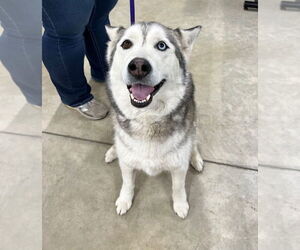 - Mix Dogs for adoption in Pierceton , IN, USA